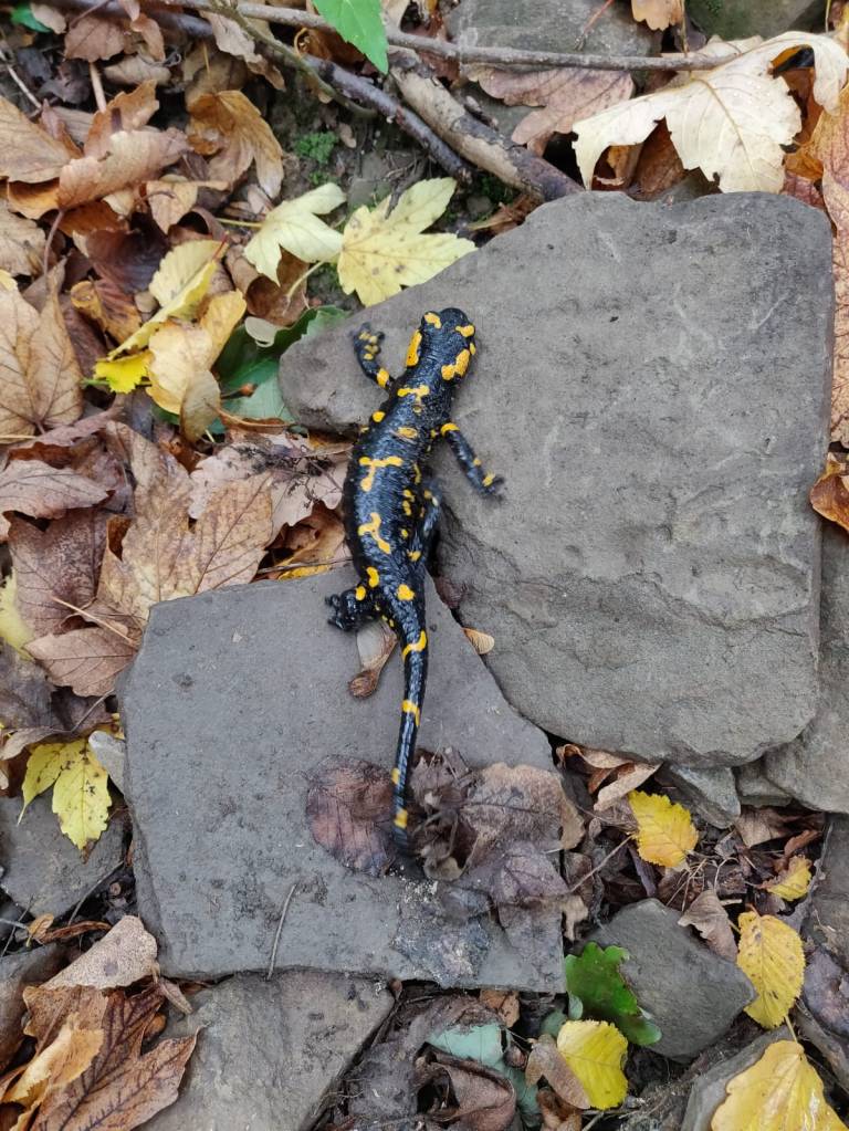 Wald-feuersalamander-oesterreich