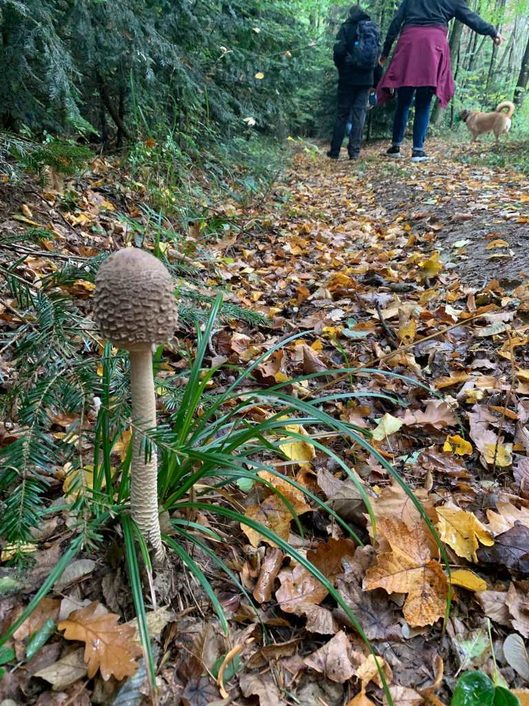 parasol-riesenschirmling-pilz-suche-schwammerl