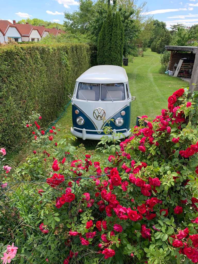 rosen-garten-foto-vwt1