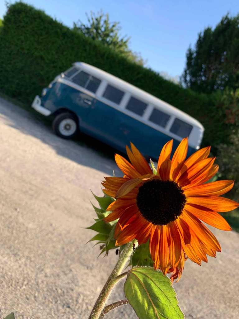 Sonnenblume-Volkswagen-T1-Bus