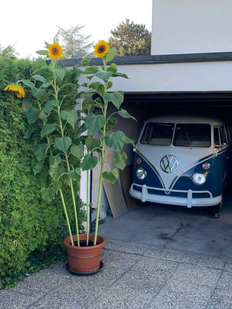 Sonnenblumen-VW-T1-Bulli